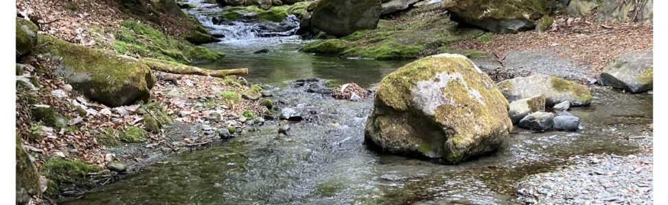 🌸事務所を彩る花々と、スタッフさんとの素敵な交流