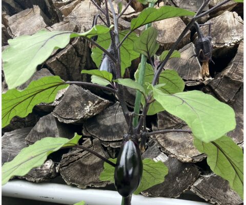 🌿紫陽花と蛍が彩る初夏の風景 ～地域の魅力を再発見～